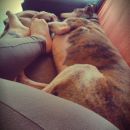 Galgo LaSol; 9.6.2014