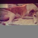 Galgo LaSol; 9.6.2014