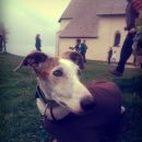 Galgo LaSol; 9.6.2014