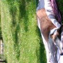 Galgo LaSol; 9.6.2014