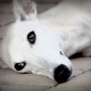 Galga Salva, 9.6.2014