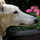 Galga Salva, 9.6.2014