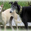 Galga Salva, 9.6.2014