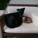 Galgo Tito (ex Carbonero); 9.6.2014