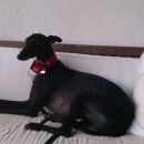 Galgo Tito (ex Carbonero); 9.6.2014