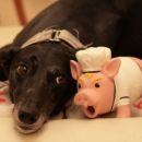 Greyhoundica Dina; 9.6.2014