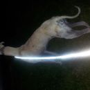 Galga Serrat; 9.6.2014