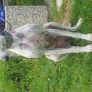 Galga Serrat; 9.6.2014