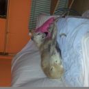 Galga Serrat; 9.6.2014
