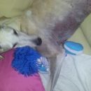 Galga Serrat; 9.6.2014