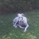 Galga Serrat; 9.6.2014