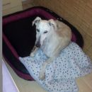 Galga Serrat; 9.6.2014