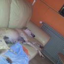 Galga Serrat; 9.6.2014