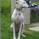 Galga Serrat; 9.6.2014