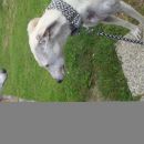 Galga Serrat; 9.6.2014