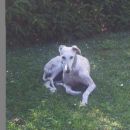 Galga Serrat; 9.6.2014