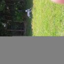 Galga Serrat; 9.6.2014