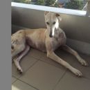 Galga Serrat; 9.6.2014