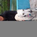 Galga Serrat; 9.6.2014