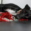 Galgo mix Mora; 10.6.2014