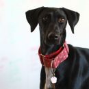 Galgo mix Mora; 10.6.2014
