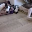 Greyhound Frankie; 10.6.2014