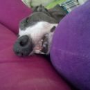 Greyhound Frankie; 10.6.2014
