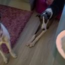Greyhound Frankie; 10.6.2014