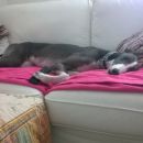 Greyhound Frankie; 10.6.2014