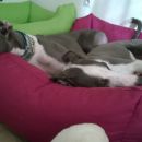 Greyhound Frankie; 10.6.2014