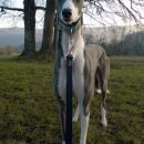 Greyhound Frankie; 10.6.2014