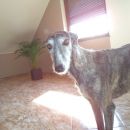 Galga Kiri; 10.6.2014