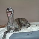 Galga Kiri; 10.6.2014