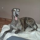 Galga Kiri; 10.6.2014