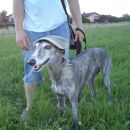 Galga Kiri; 10.6.2014