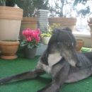 Greyhoundica Missy; 10.6.2014