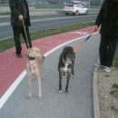 Greyhoundica Missy; 10.6.2014