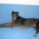 Greyhoundica Missy; 10.6.2014