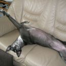 Greyhoundica Missy; 10.6.2014