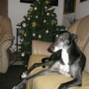 Greyhoundica Missy; 10.6.2014