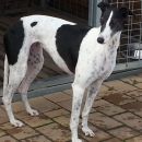 Greyhoundica Millie; 10.6.2014