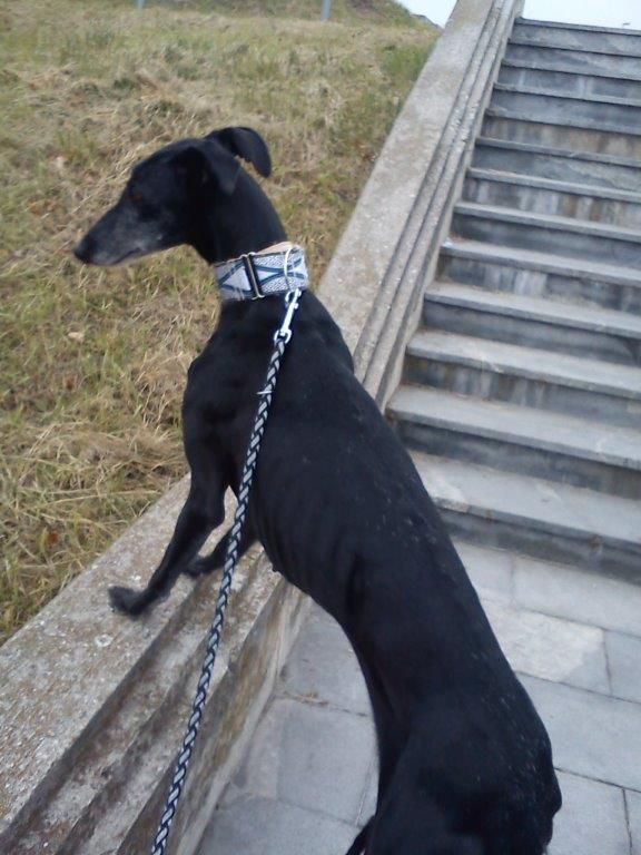 Galga Gemma; 12.6.2014