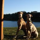 Galga Alfredo in Besi; 17.6.2014
