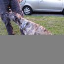 Greyhoundica Lola; 17.6.2014