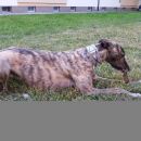Greyhoundica Lola; 17.6.2014