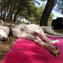 Galga Alfredo in Besi; 17.6.2014