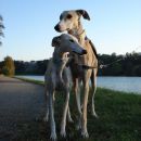 Galga Alfredo in Besi; 17.6.2014