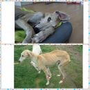 Galga Alfredo in Besi; 17.6.2014