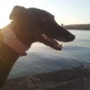 Greyhoundica Lona (ex Karen); 10.6.2014