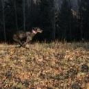 Greyhoundica Lona (ex Karen); 10.6.2014